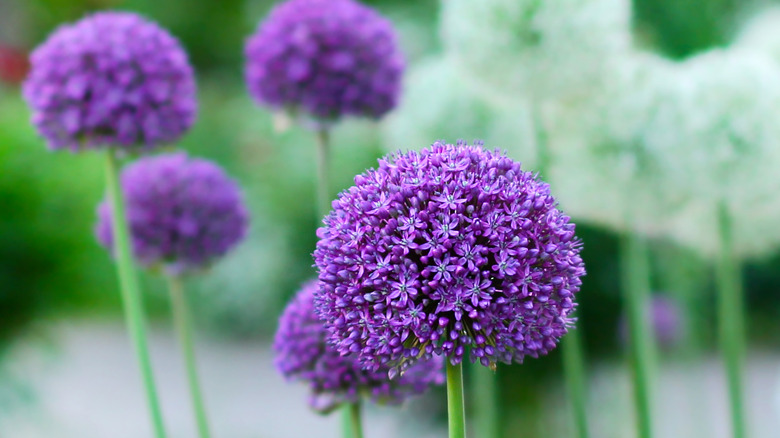 Purple onion flowers