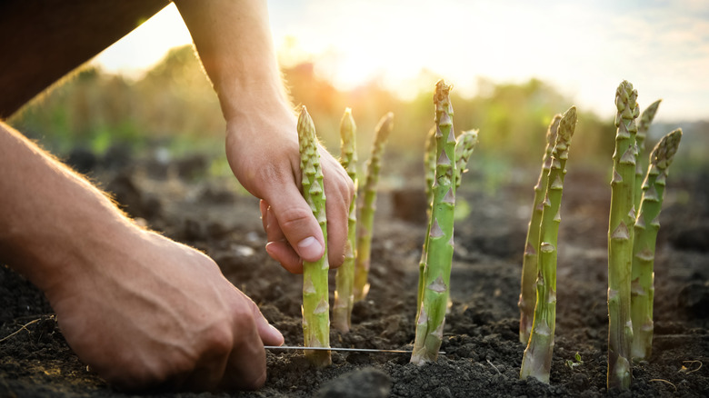 Picking fresh asparagus