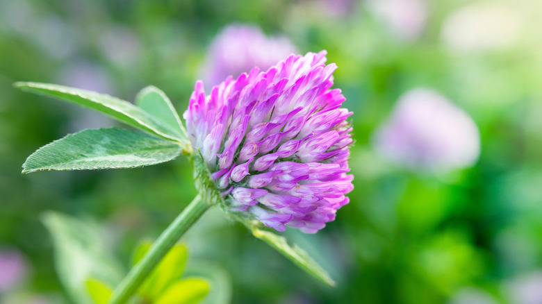 Close-up of a red clover flower