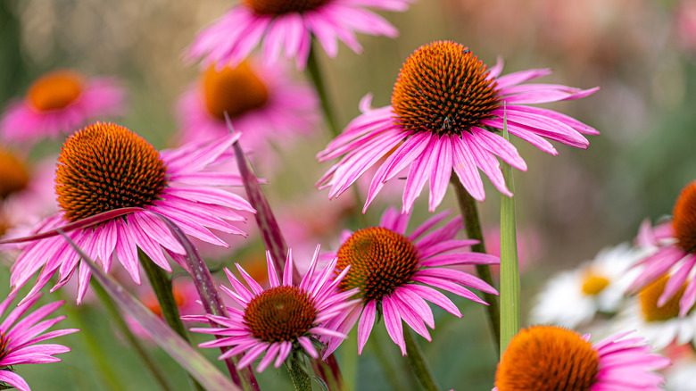Coneflower blossoms