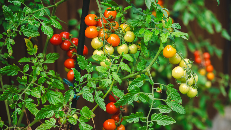 Cherry tomatoes on plant