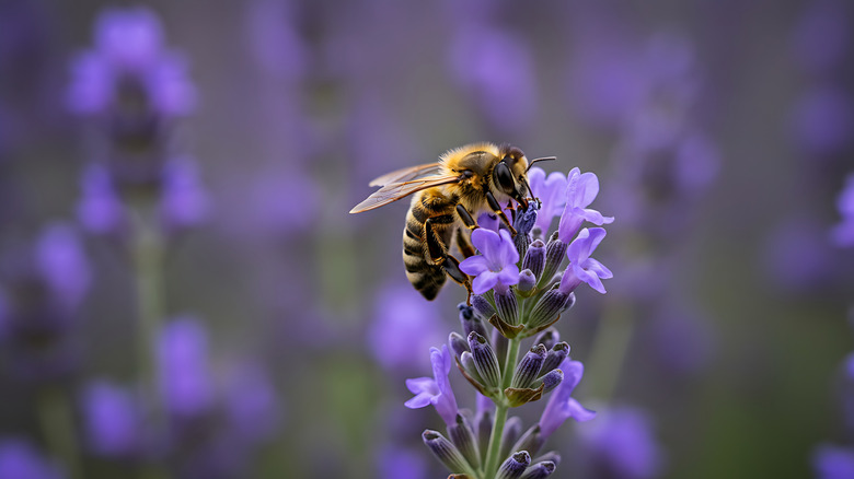 A bee on a lavender plant