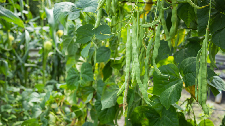 Cow peas or blackeye peas