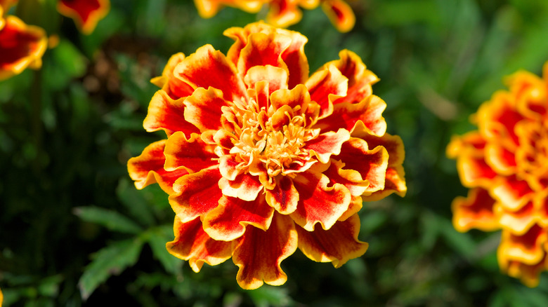 Orange marigolds