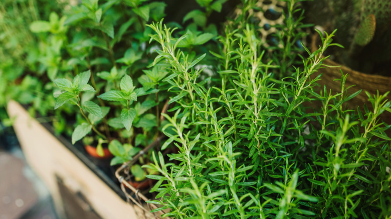 Rosemary and mint