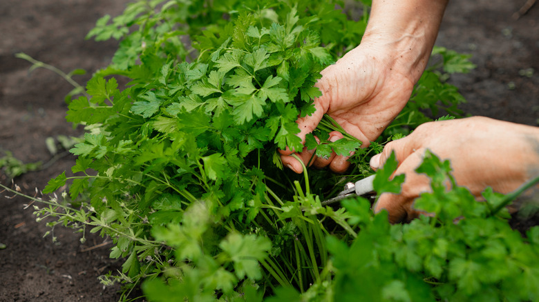 Cutting parsley in the garden