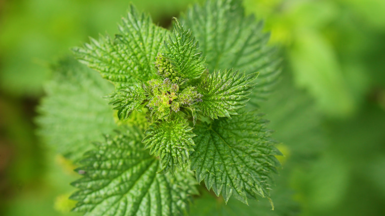 Close-up of a stinging nettle