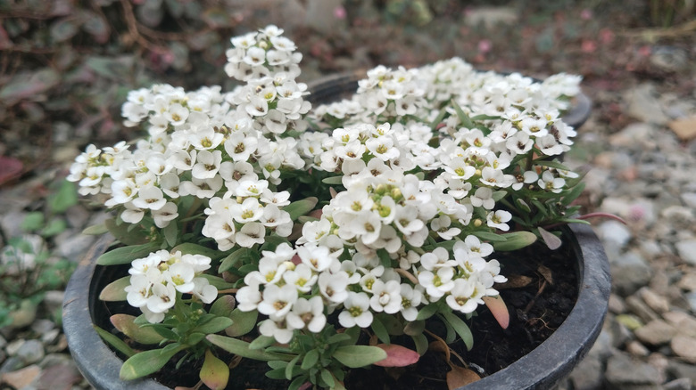 A pot of sweet alyssum