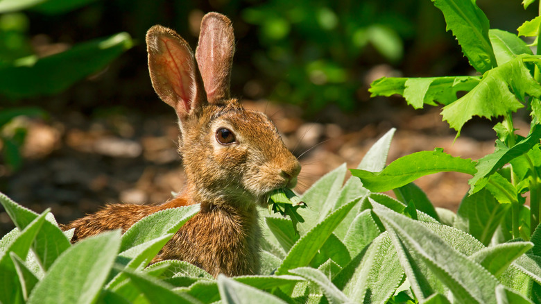 A cottontail bunny with a mouthful of greens in the garden
