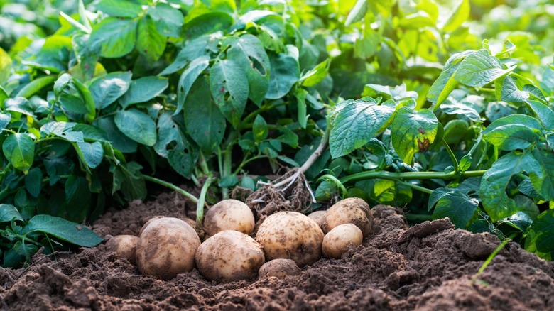 fresh potatoes from garden soil