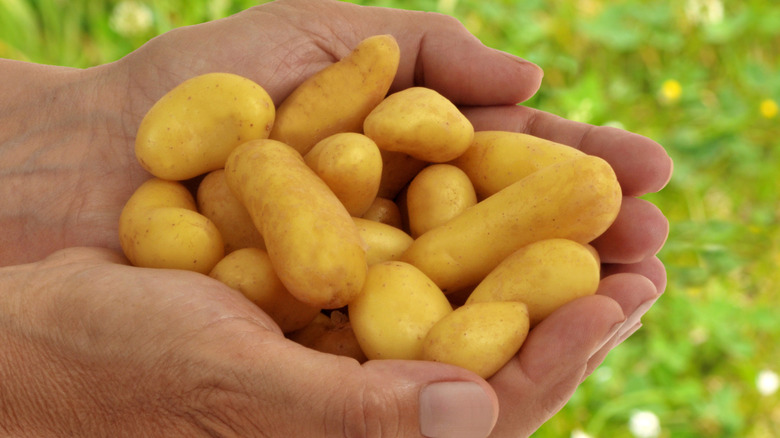 Someone holding a hadful of baby potatoes