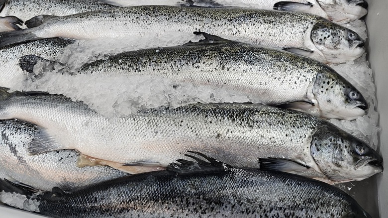 fresh whole salmon on ice