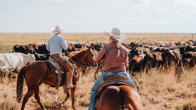 cowboys round up cattle on horseback