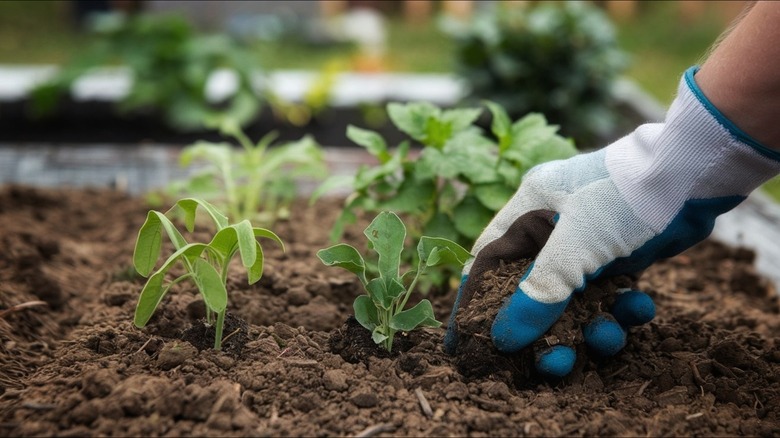 gloved hands plant seedlings in garden bed