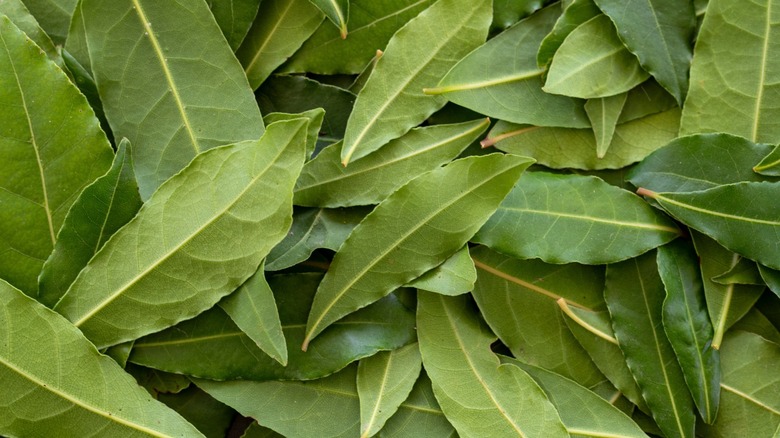 large amount of fresh bay leaves