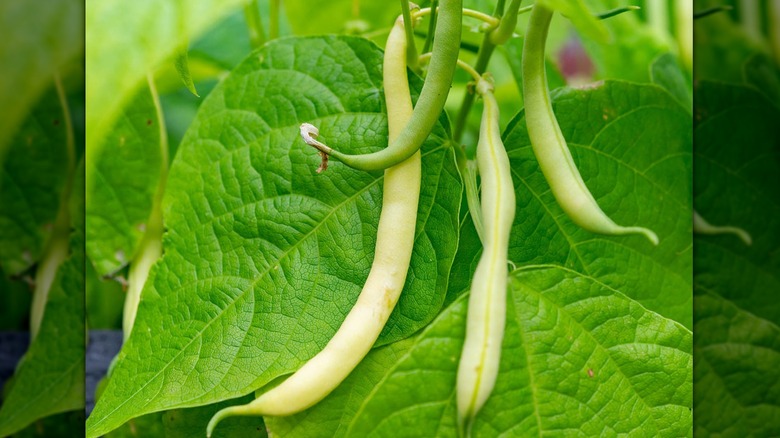 Close up of a cannellini bean plant