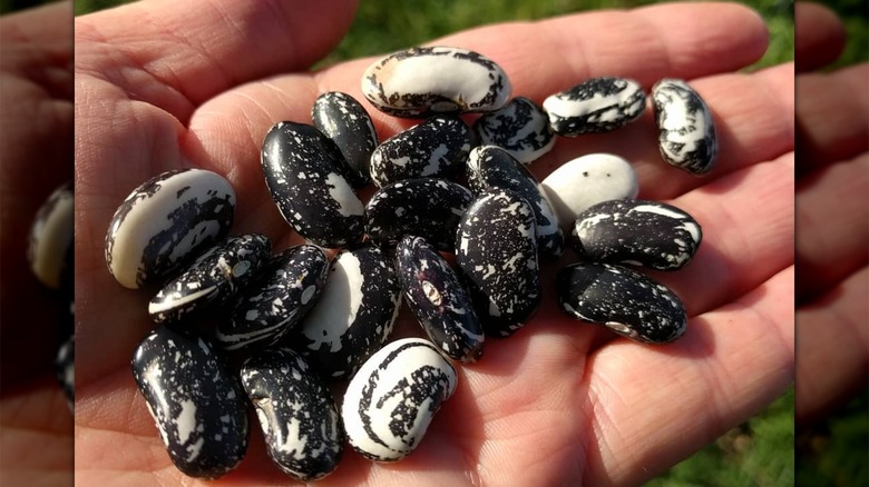 Close-up of flagg beans