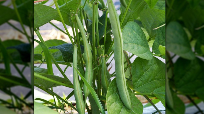 Flagrano beans