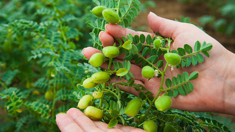 Woman holding a garbanzo bean plant