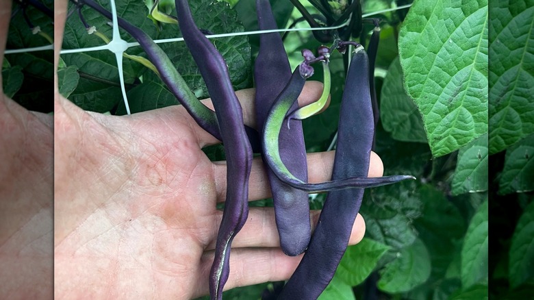 Romano Purpiat beans