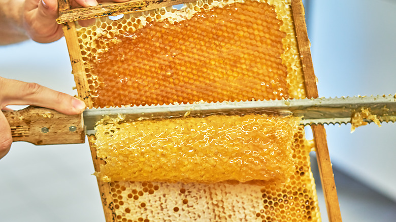 A beekeeper scraping raw honey from a comb