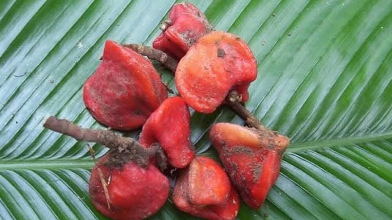 A close-up of several katemfe fruit