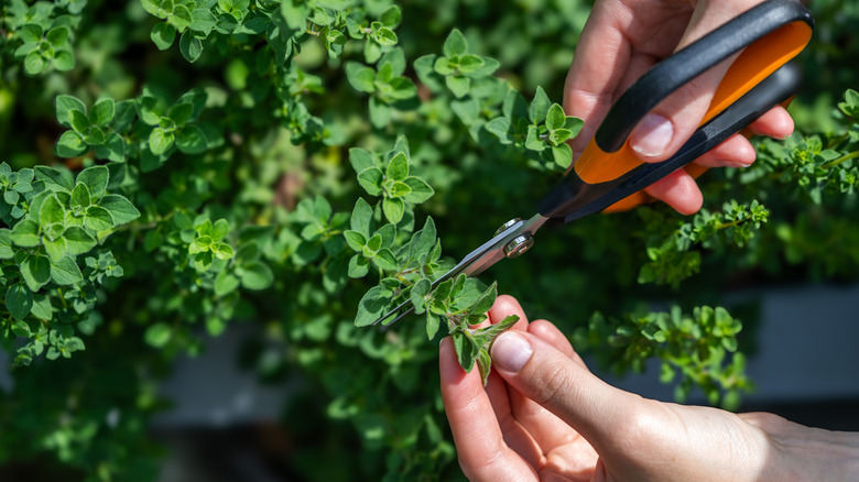 Pruning an oregano plant.