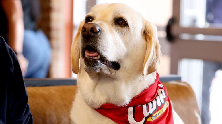 Raising Cane III at Raising Cane's in Austin, 2024
