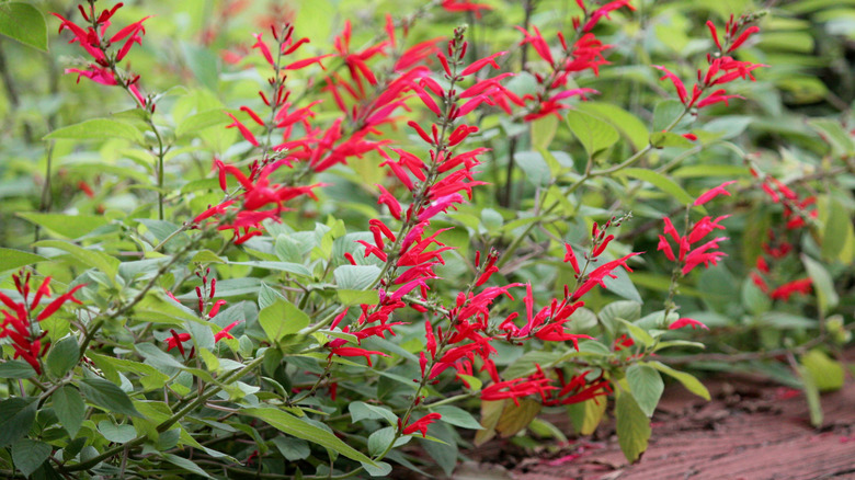 Pineapple sage with red flowers