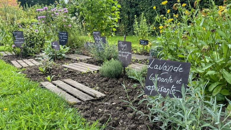 backyard herb garden with signs in french