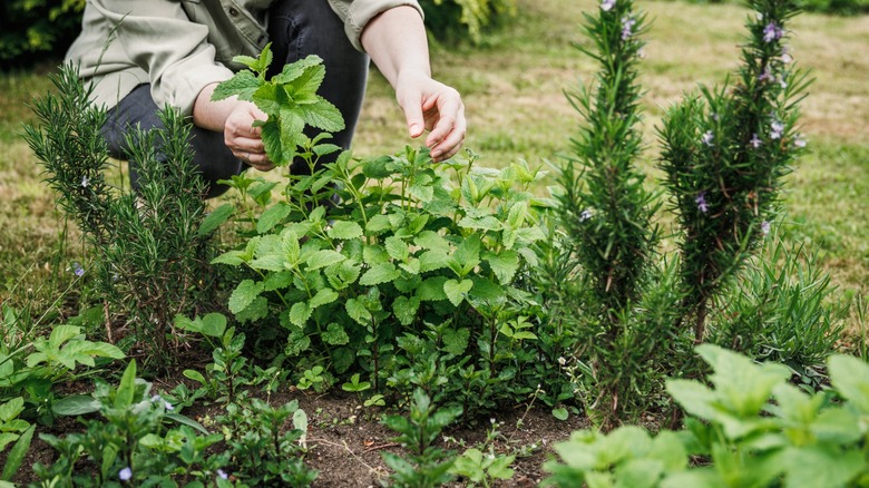 hands pick herbs from a backyard garden