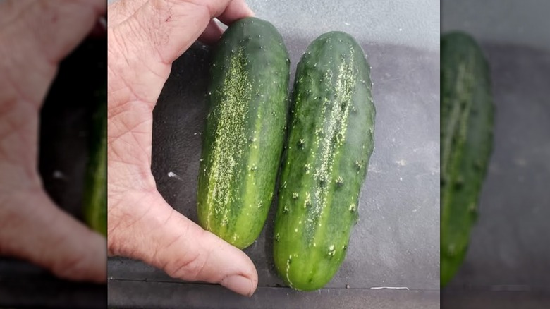 Two Arkansas little leaf cucumbers