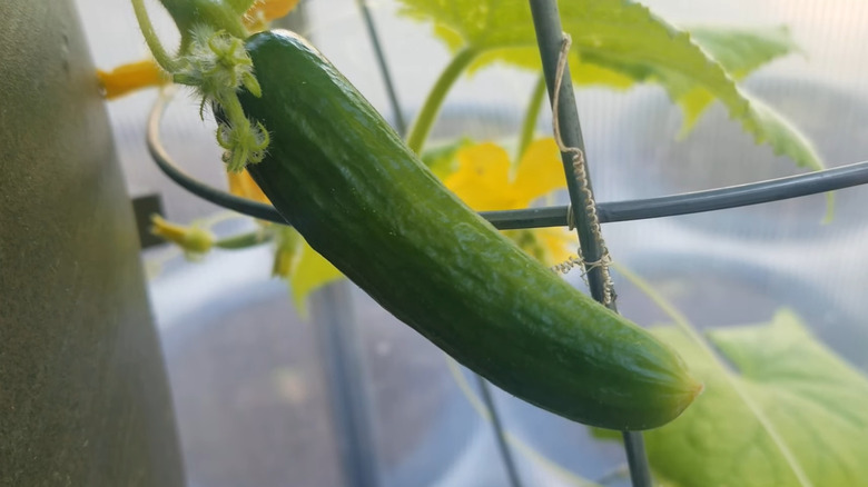 Beit Alpha cucumber on plant closeup