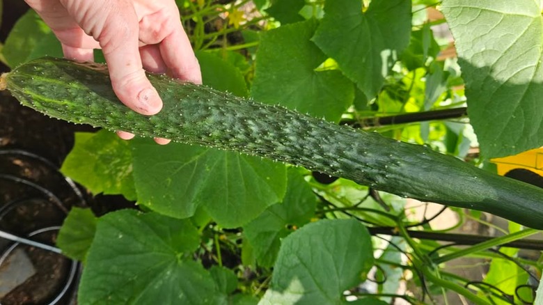 Somone holding a China Jade cucumber