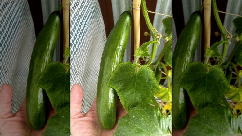 Diva cucumber closeup