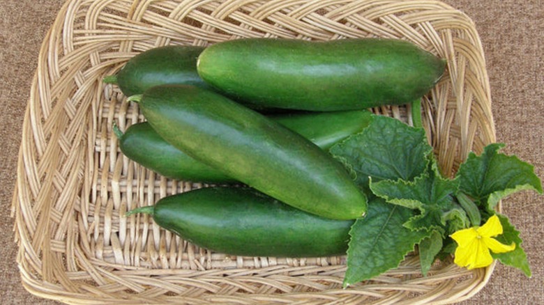 A basket of Garden Oasis cucumbers