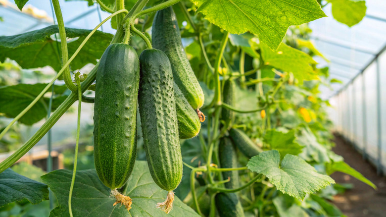 Cucumbers on the vine