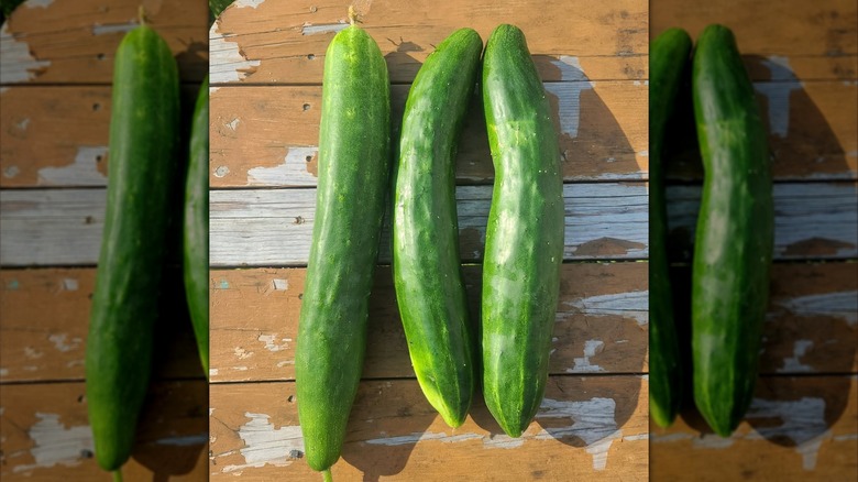 Three Shintokiwa cucumbers on wood surface