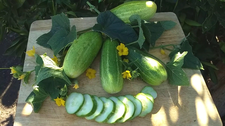 Numerous Sumter cucumbers and slices on wood board