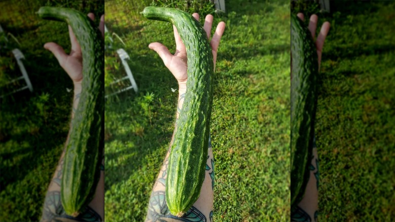 Suyo Long cucumber held along a person's arm.