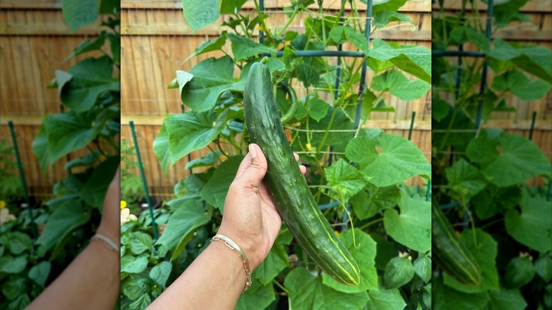 Tasty Green cucumber held in hand closeup