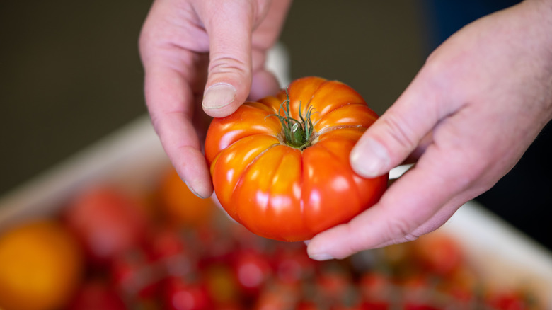The Best Fertilizer For Growing More Tomatoes Than Ever This Year