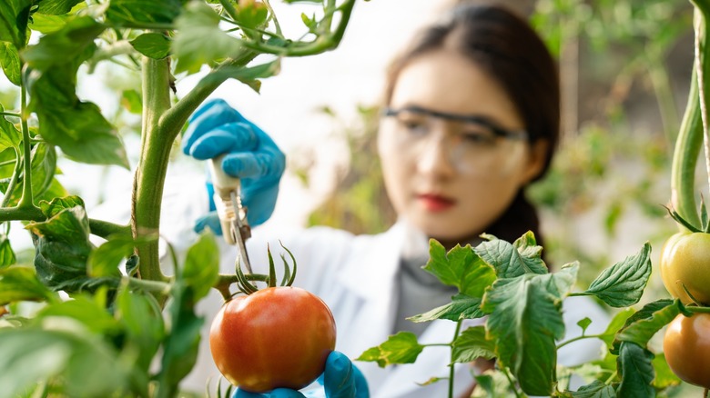 scientist with gloves and lab coat harvests tomato in garden