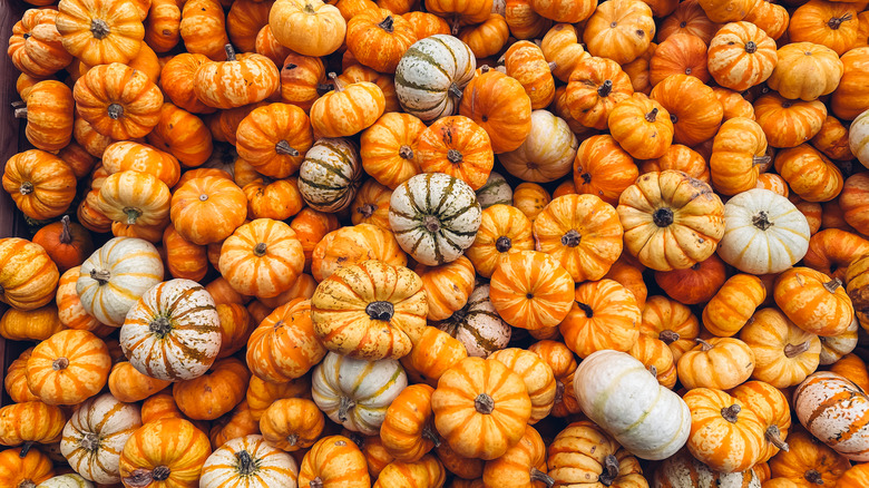 A pile of orange and white pumpkins