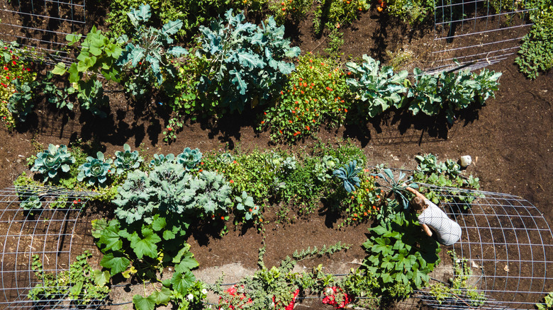 Aerial view of a woman working in a garden