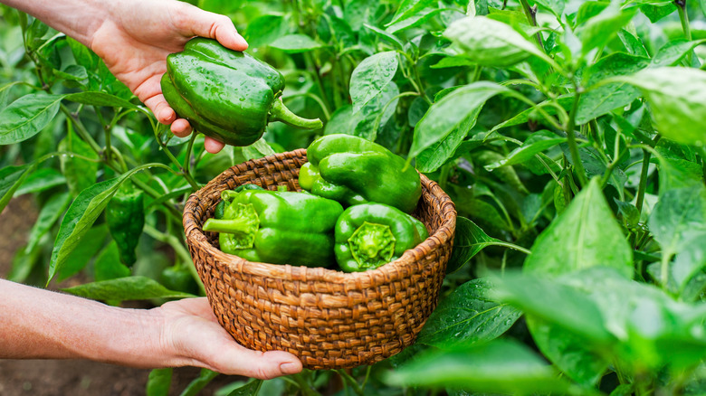 Farmer picking green peppers