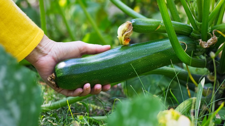 home gardener considers a ripe summer squash