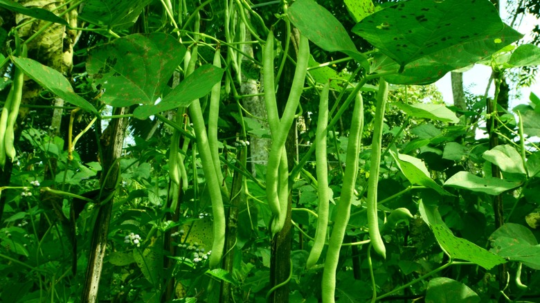 healthy green beans growing in garden