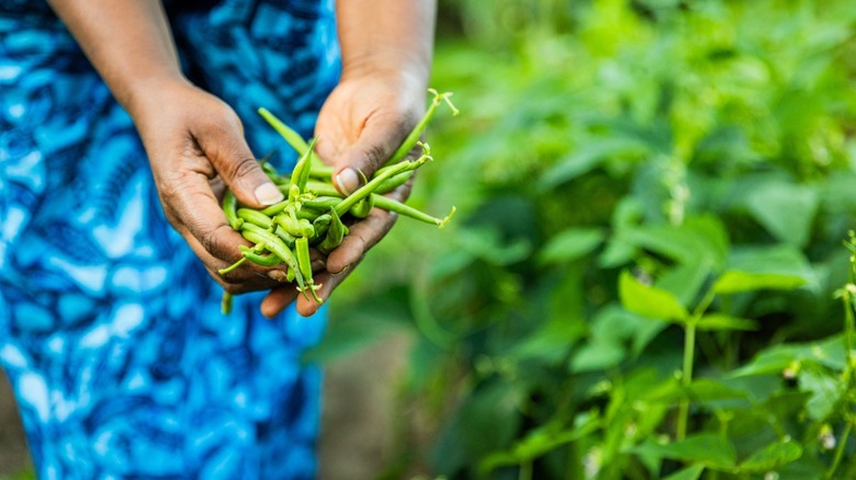 hands hold freshly-picked green beans