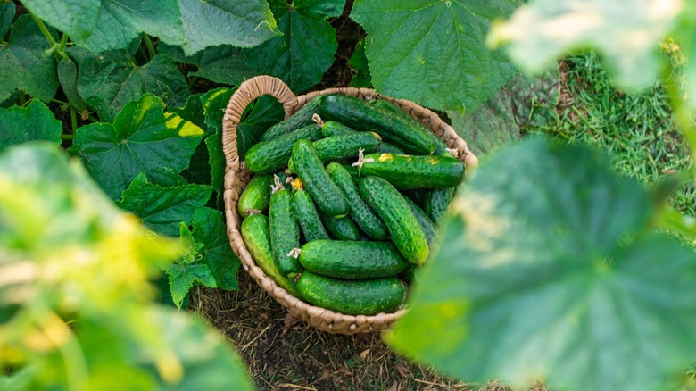 fresh cucumbers in basket amidst garden leaves